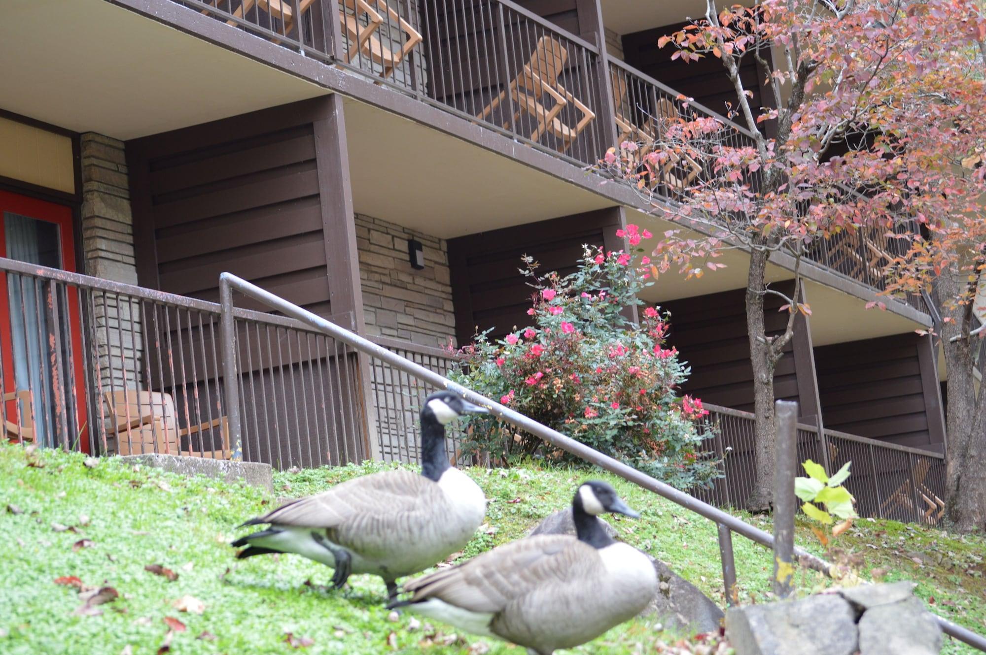 גטלינבורג Econo Lodge Inn & Suites On The River מראה חיצוני תמונה